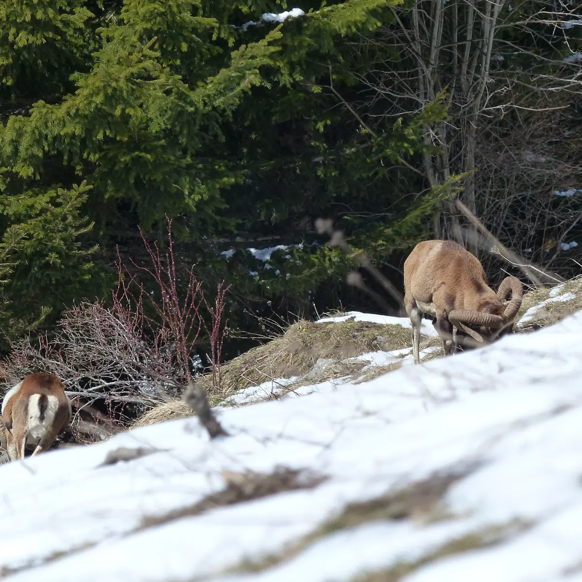 Mouflons dans la pente neigeuse