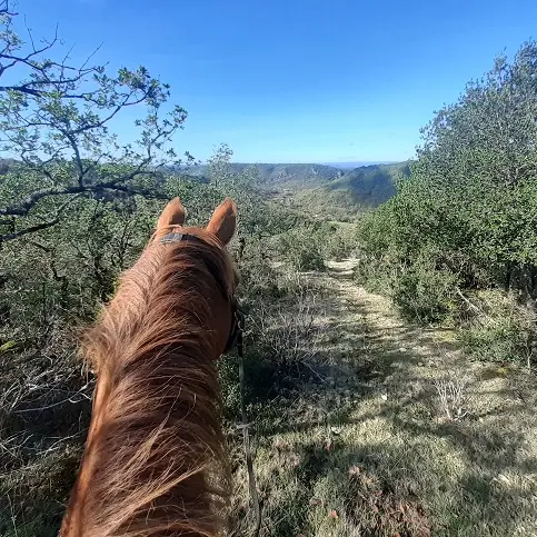 Balade à cheval dans le pré