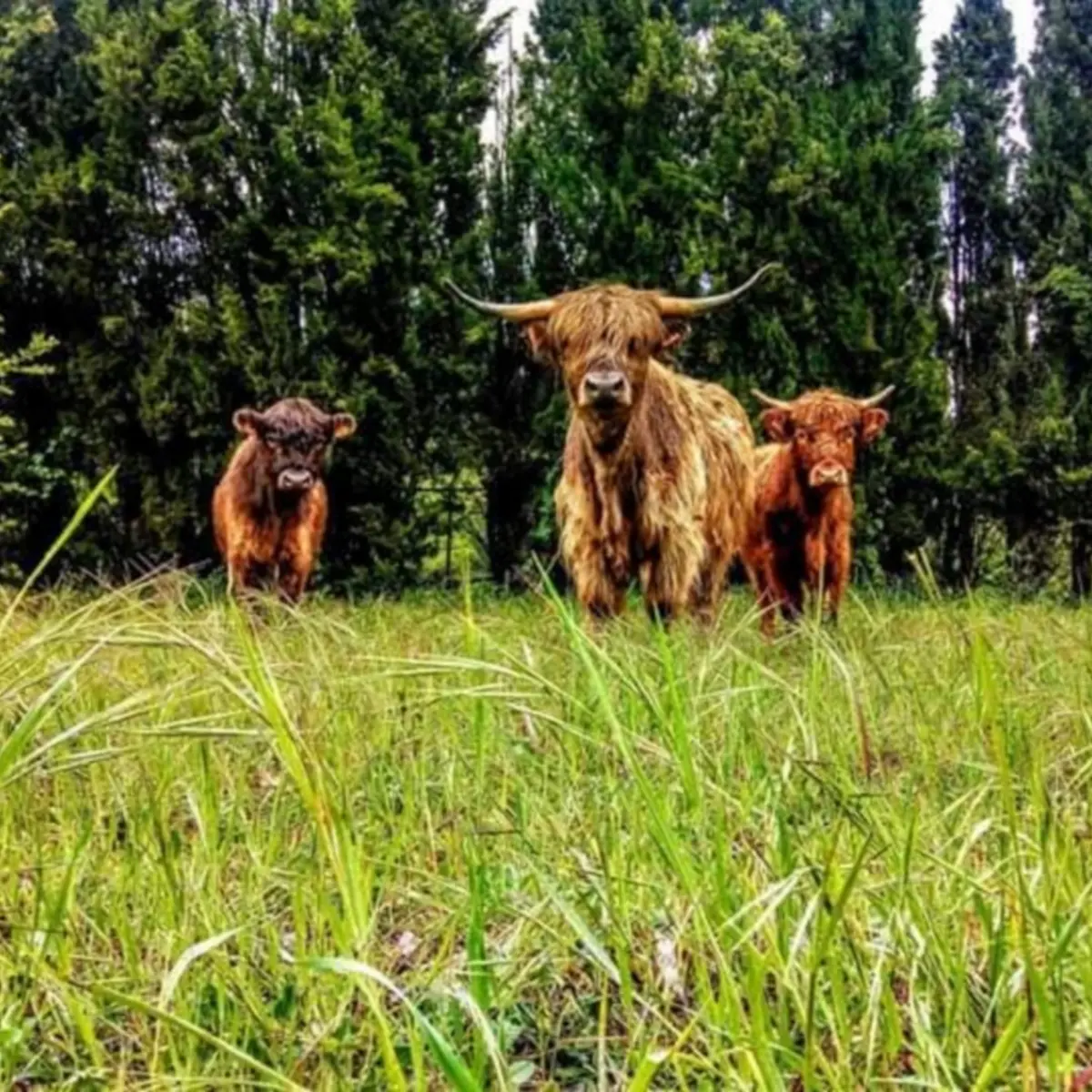 Producteur de viande à Saint-Rémy-de-Provence