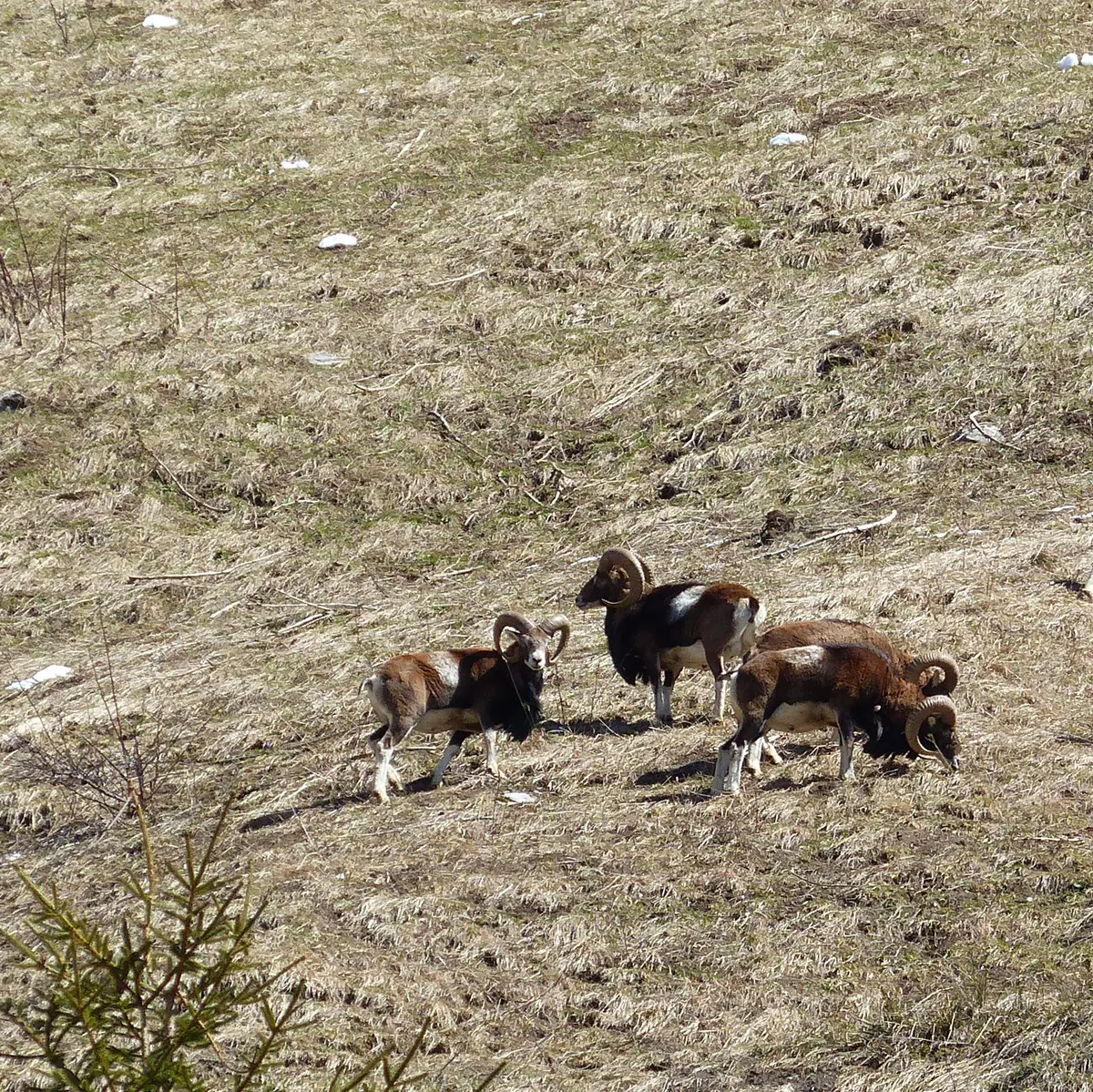 Mouflons en groupe