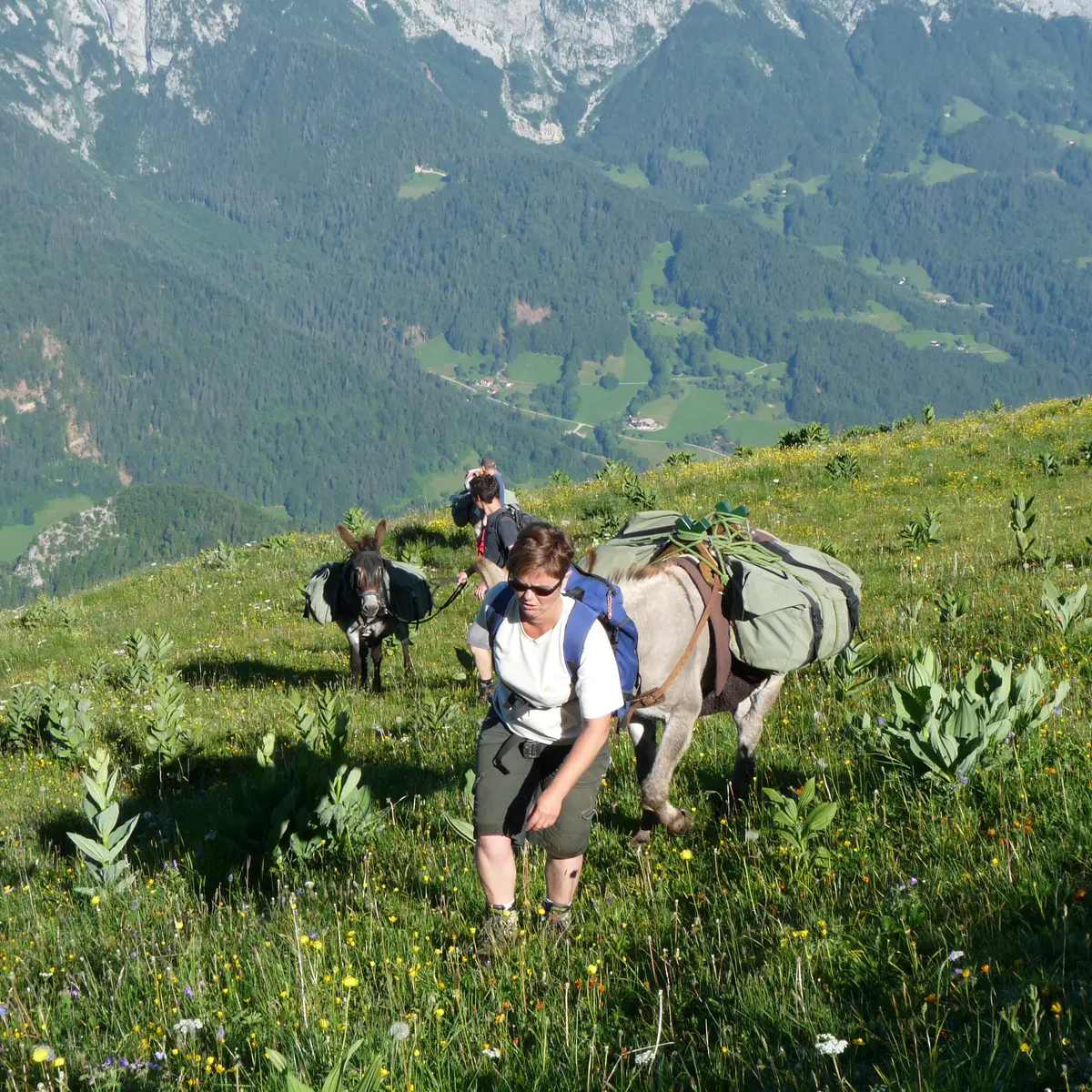rando avec les ânes ânes et alpages