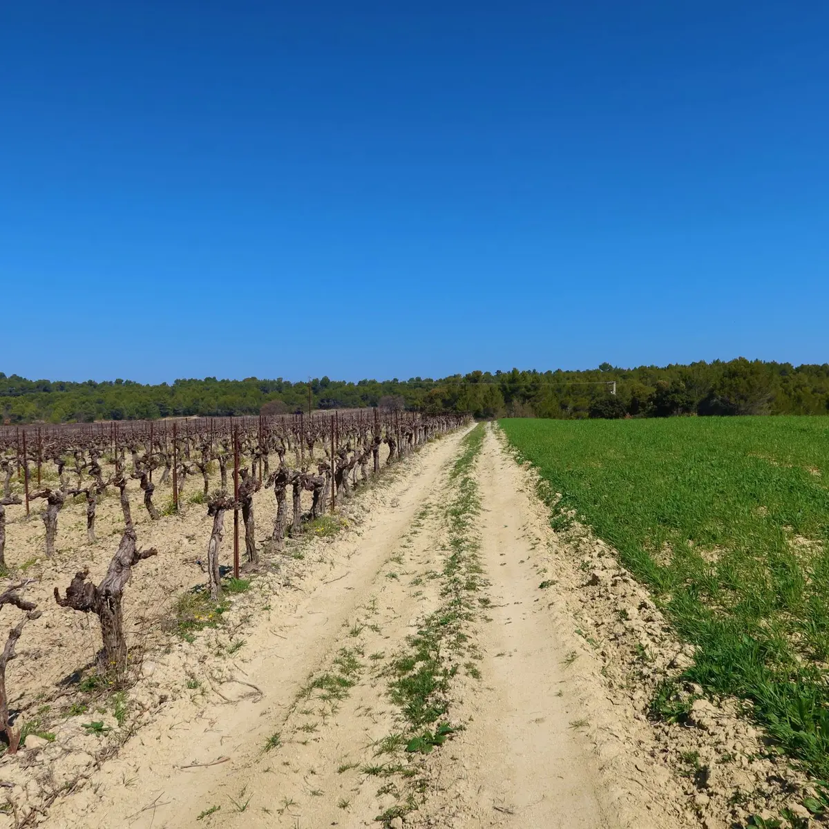 Champ et vignes