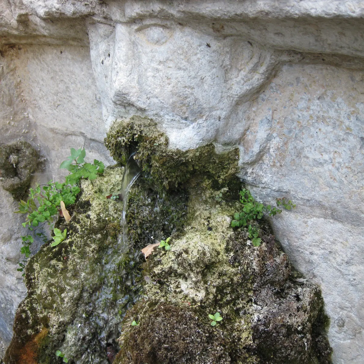 zoom sur une tête de la fontaine