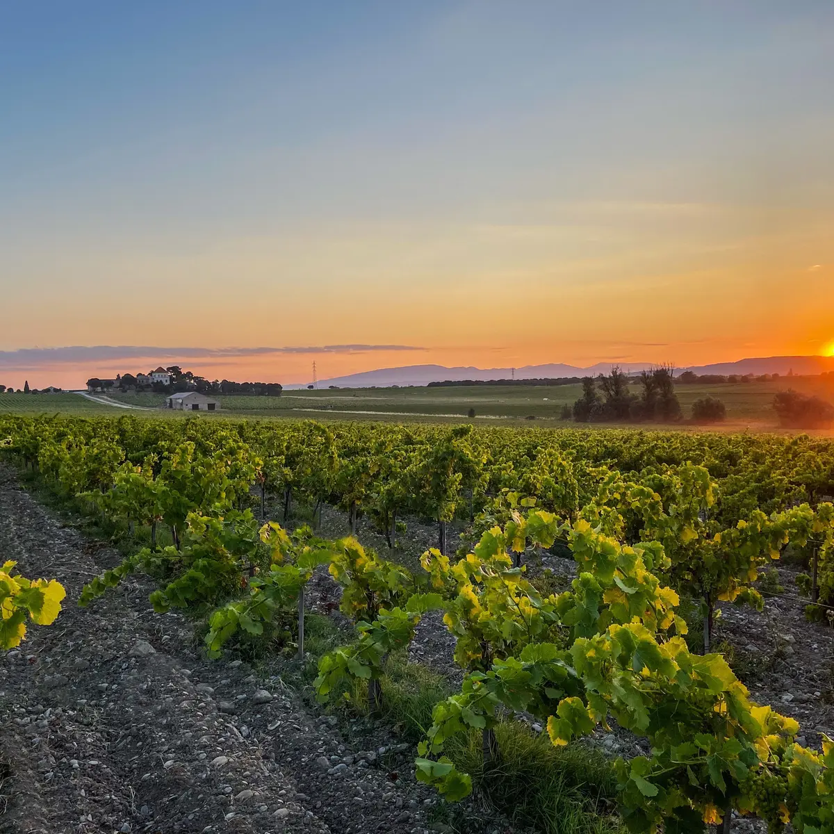 Château de Ruth - coucher de soleil