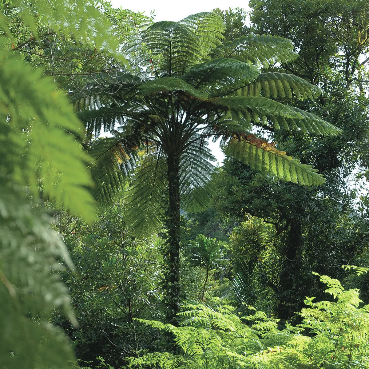 Fougère aborescente
