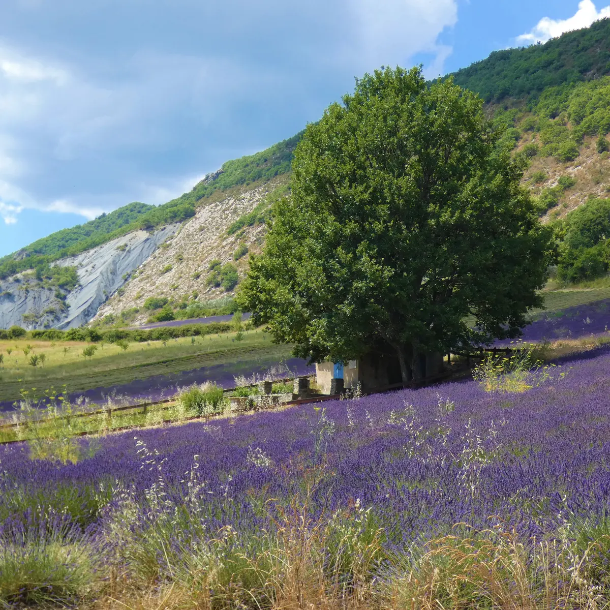 Le Bastidon de la Cigalière entouré de lavandes