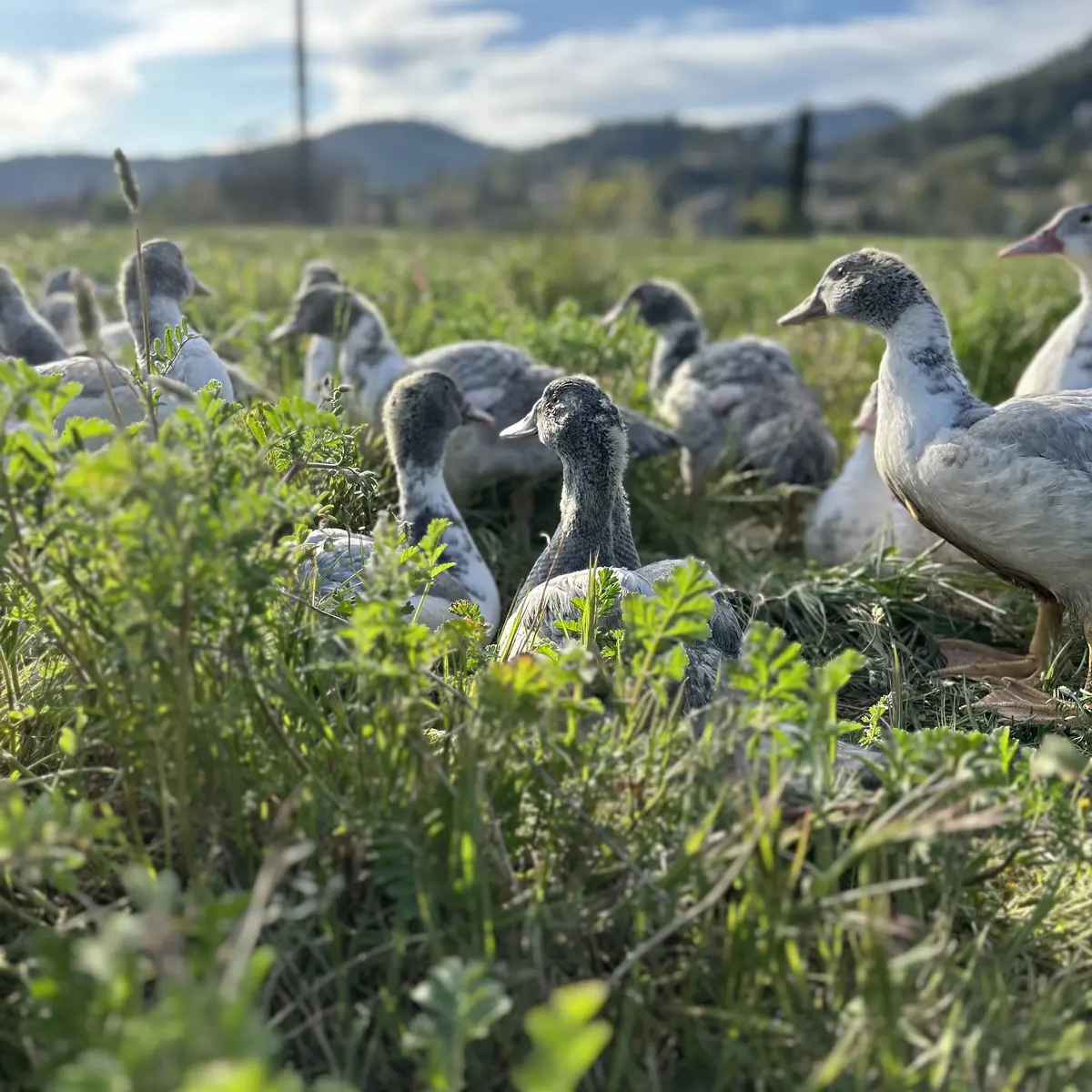 canars de la sainte-baume