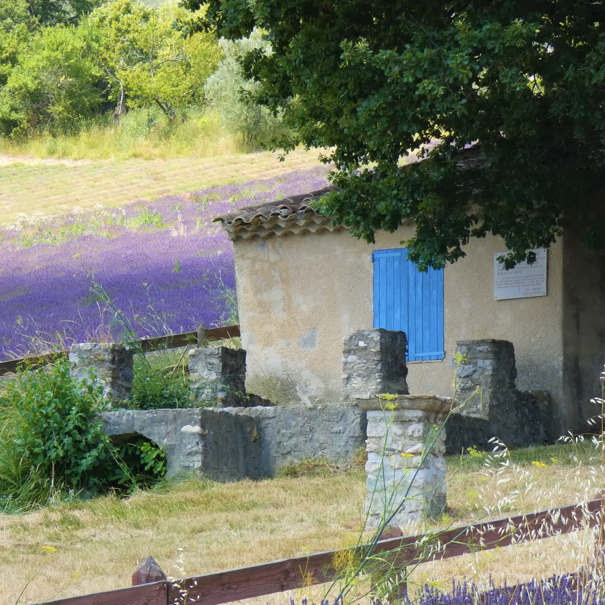 Le Bastidon de la Cigalière entouré de lavandes