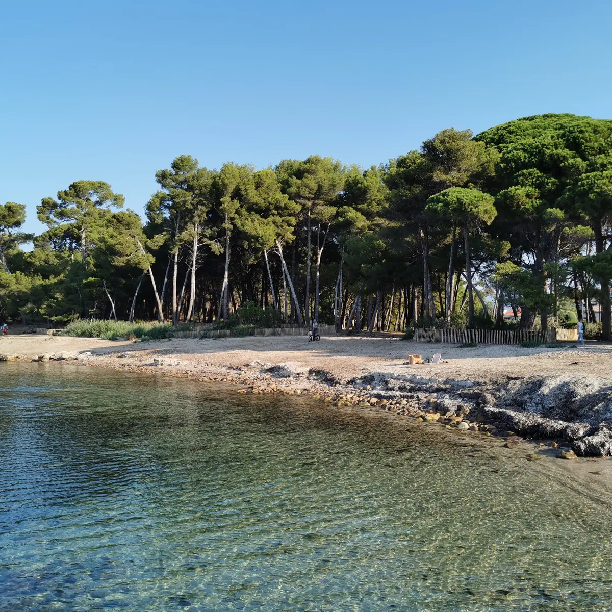 Plage et pinède St Asile à Pin Rolland