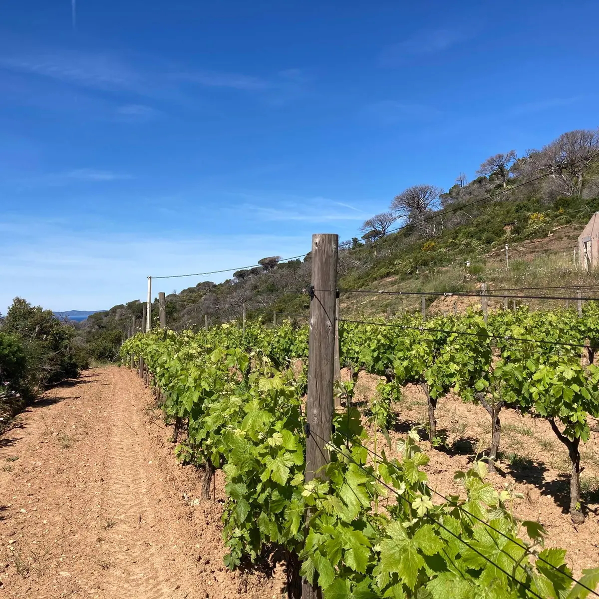 Vignobles sur le circuit du Cap Lardier