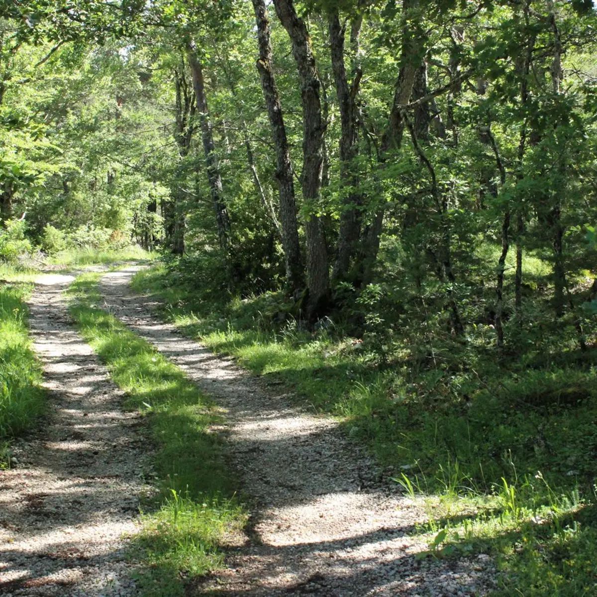 Sous bois sur le Fayet