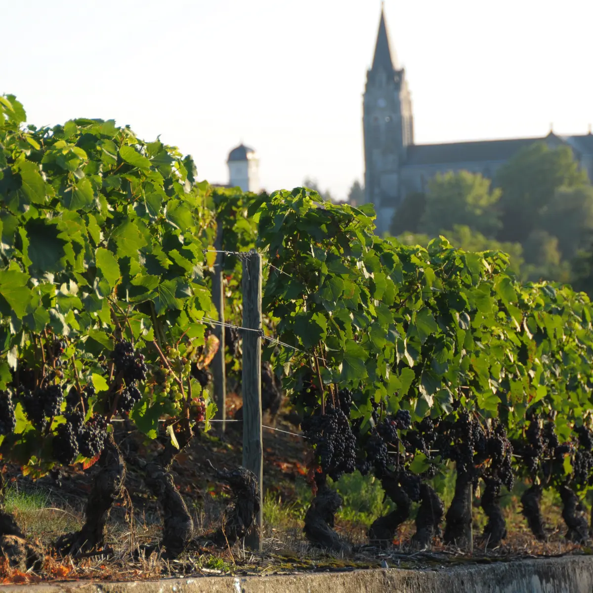 Domaine Désormière