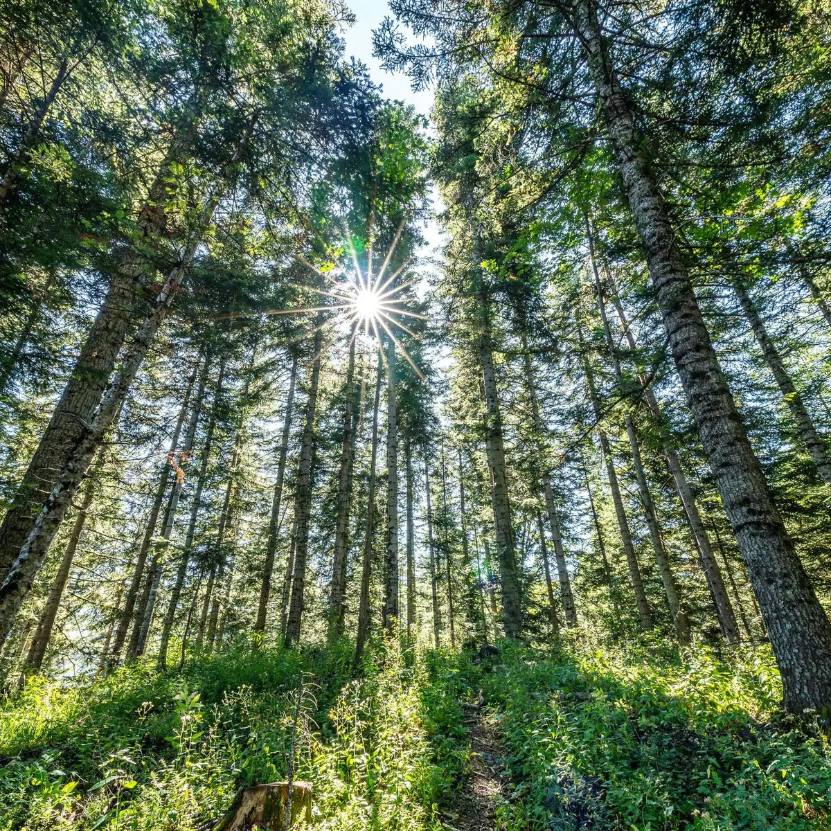 Forêt de Boscodon