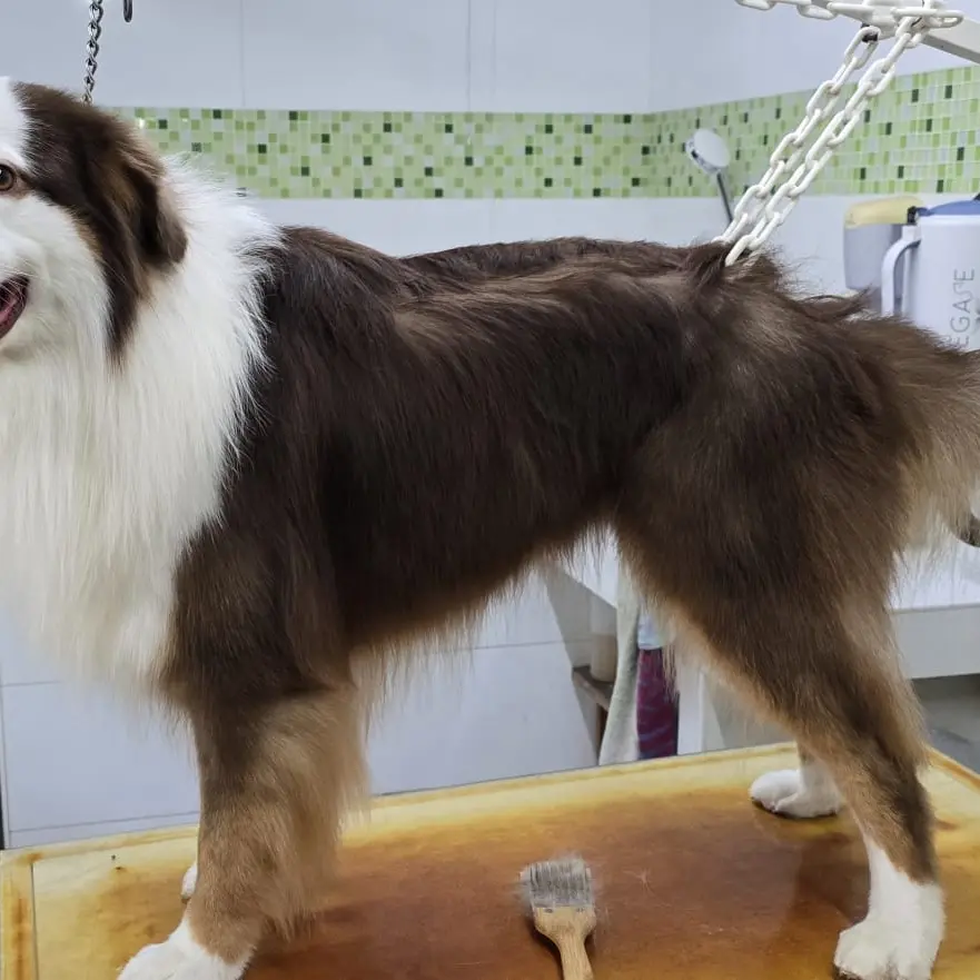 chien en séance de toilettage