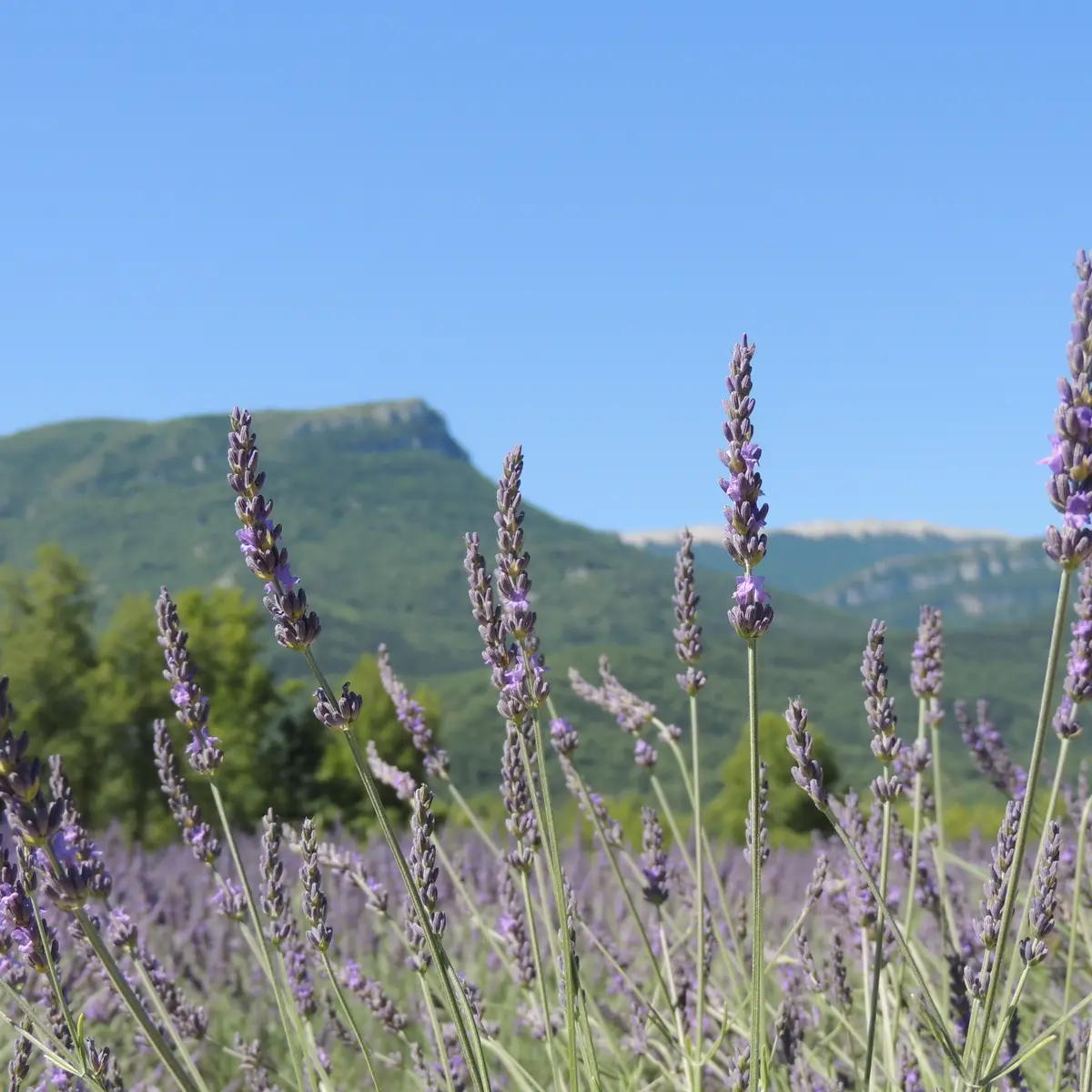 Lavande dans la vallée du Jabron