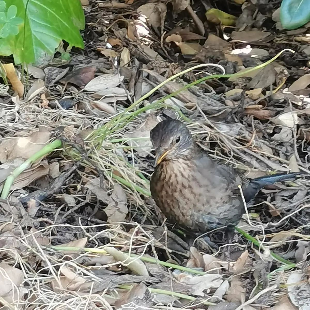 Activité enfants « Traces et indices des animaux en hiver »_Rayol-Canadel Sur Mer