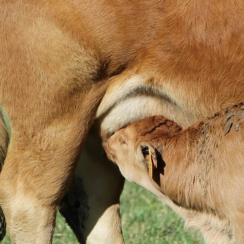 Ferme de la Cabaillère veau qui tète