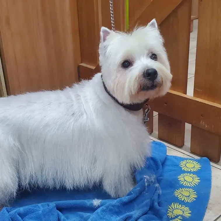 chien blanc poils longs