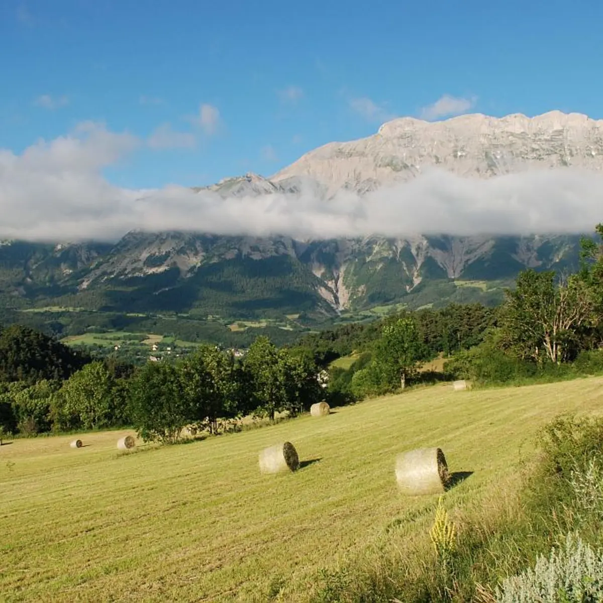 Champ fauché et balles rondes de foin à Beaurepaire
