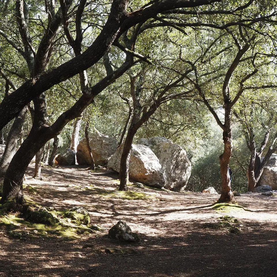 La forêt du Prieuré