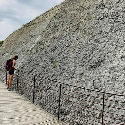 la dalle aux ammonites