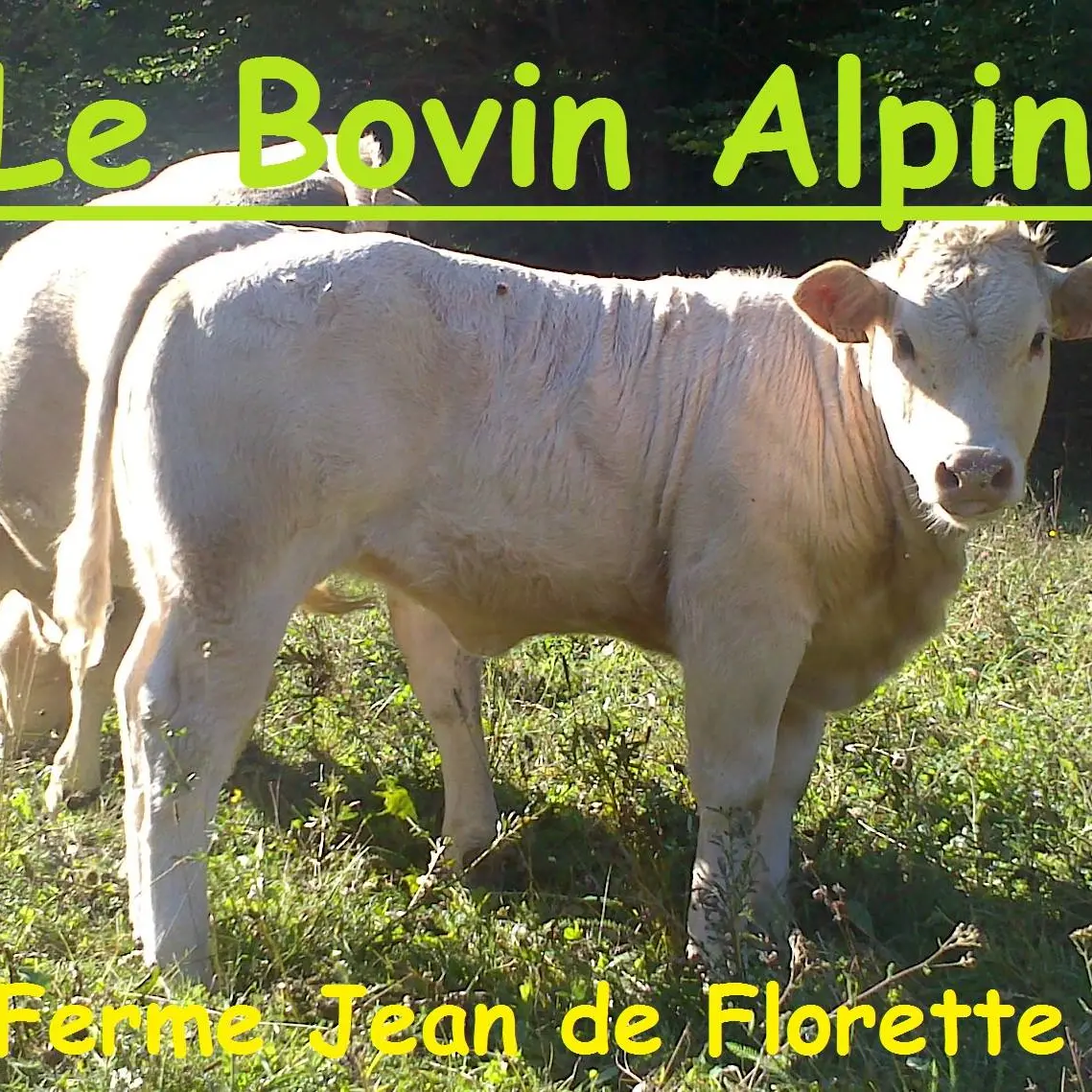 Le Bovin Alpin - Visite à la ferme