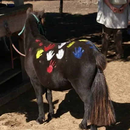 Poney