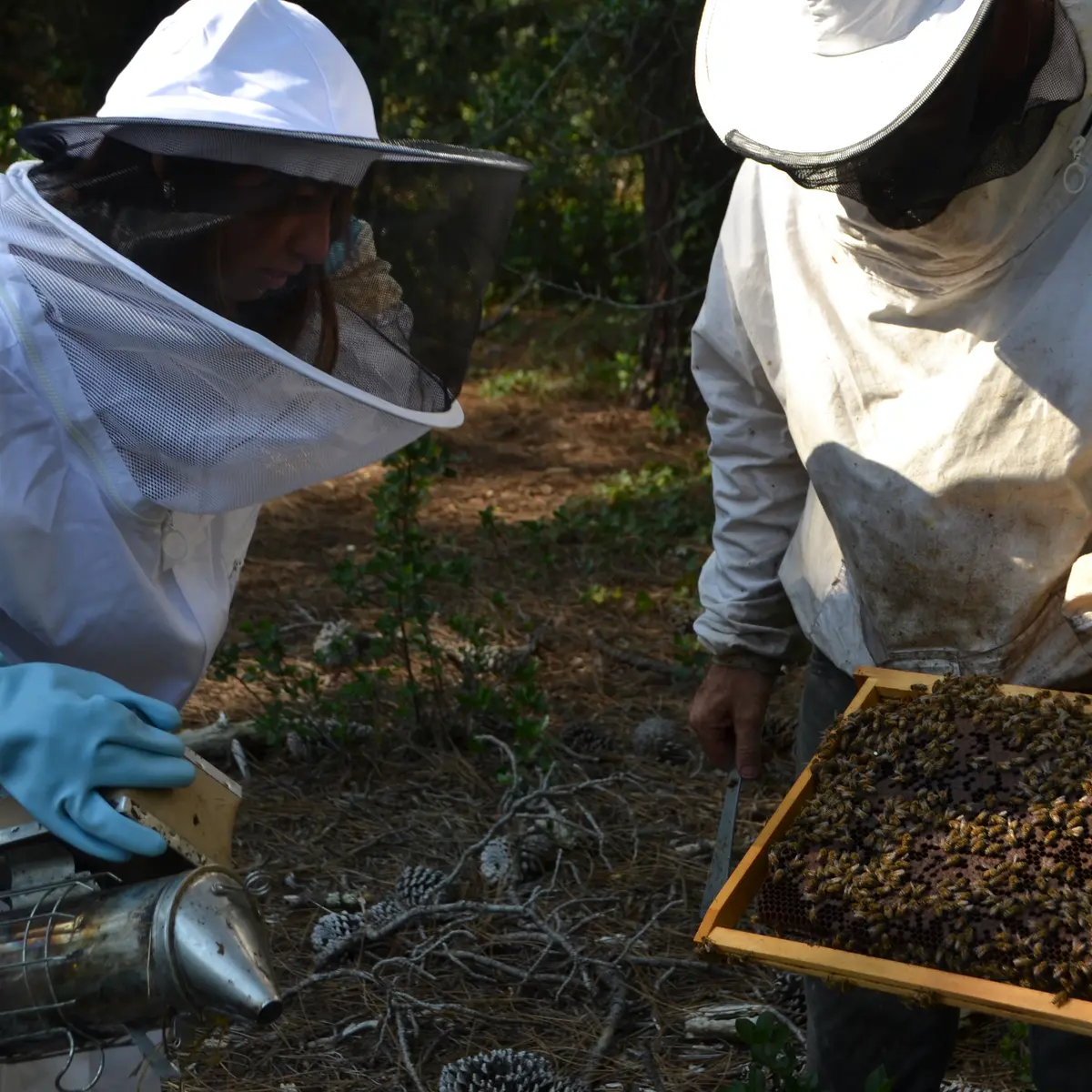 Spaziergang zum Bienenhaus