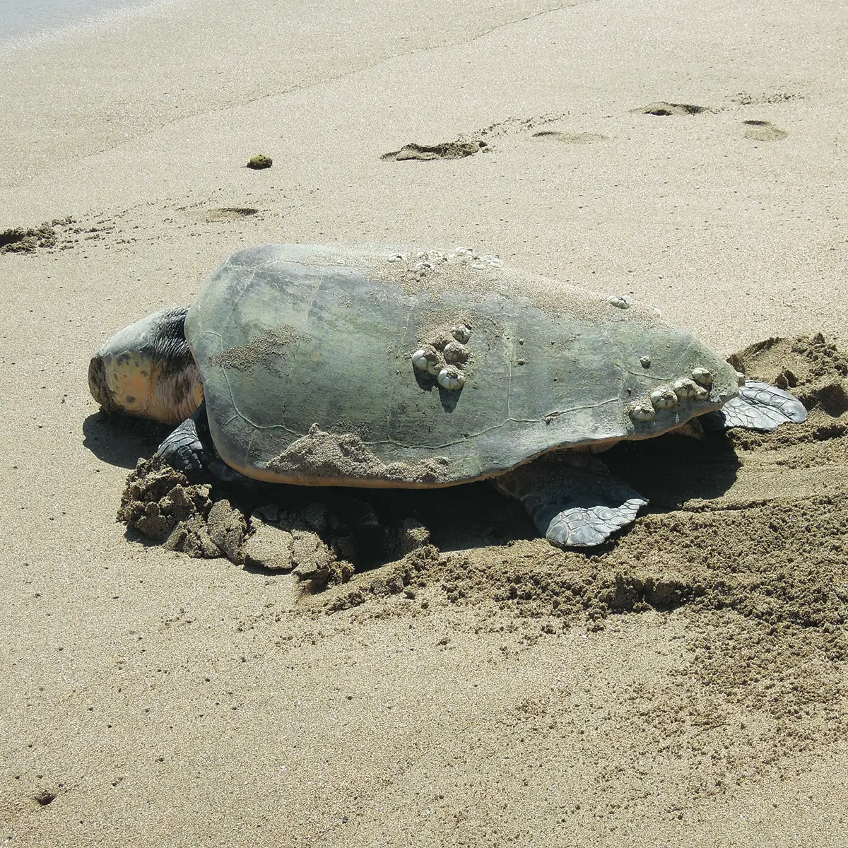 Tortue Carretta Carrett