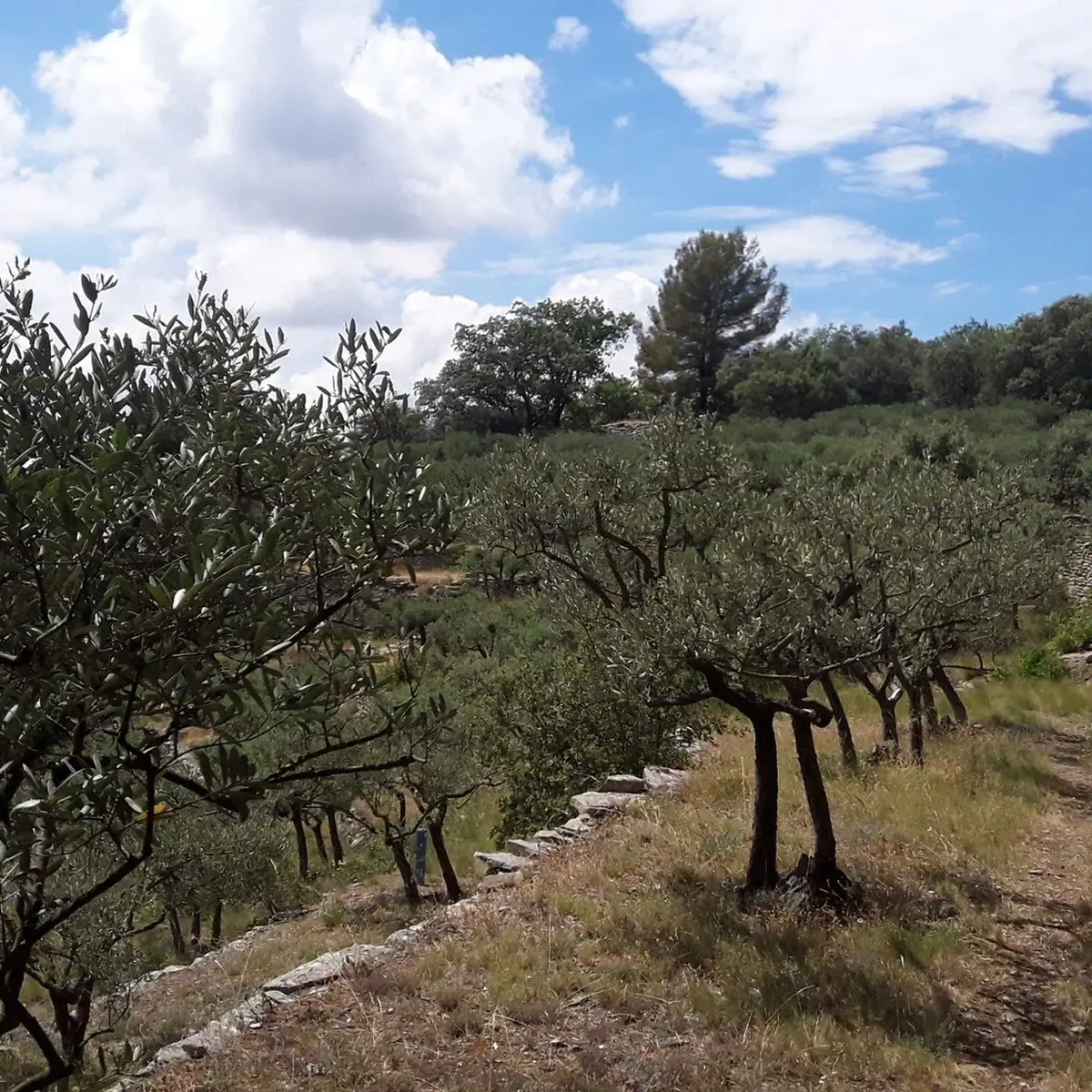 Culture en terrasse d'oliviers