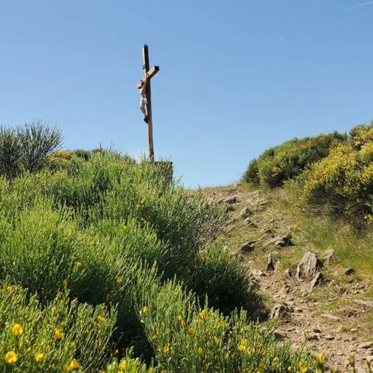 Croix de Chirol au milieu des genêts en fleurs