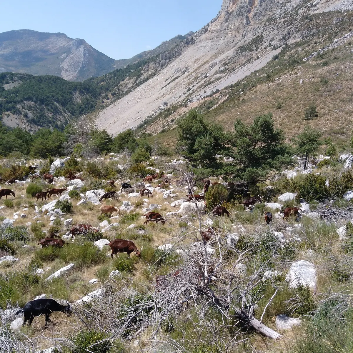 la draille des Roves