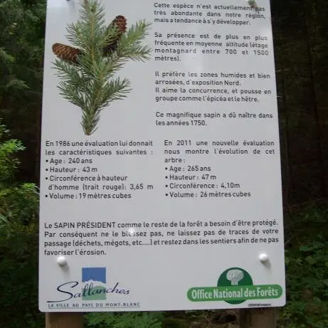 carte d'identité du Sapin Président