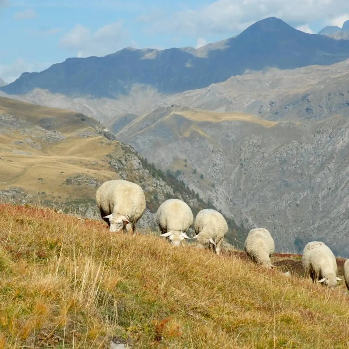 Pastoralisme au Saut du Laire