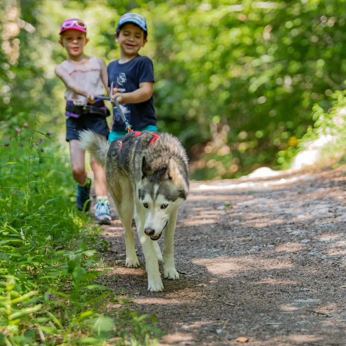 Cani-marche met twee kinderen en een husky