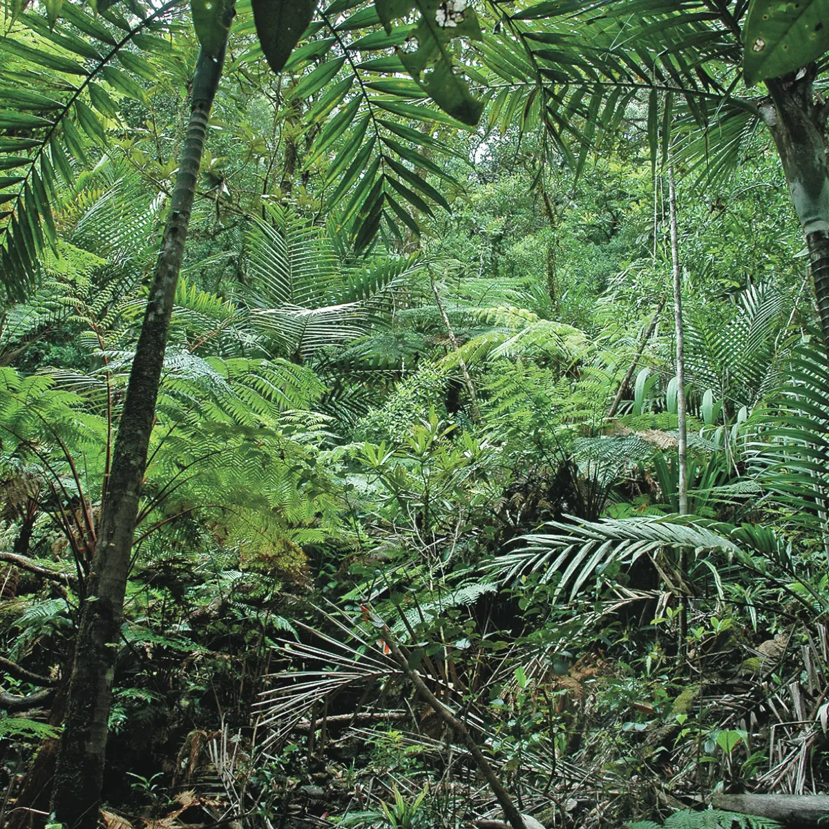 Foret primaire