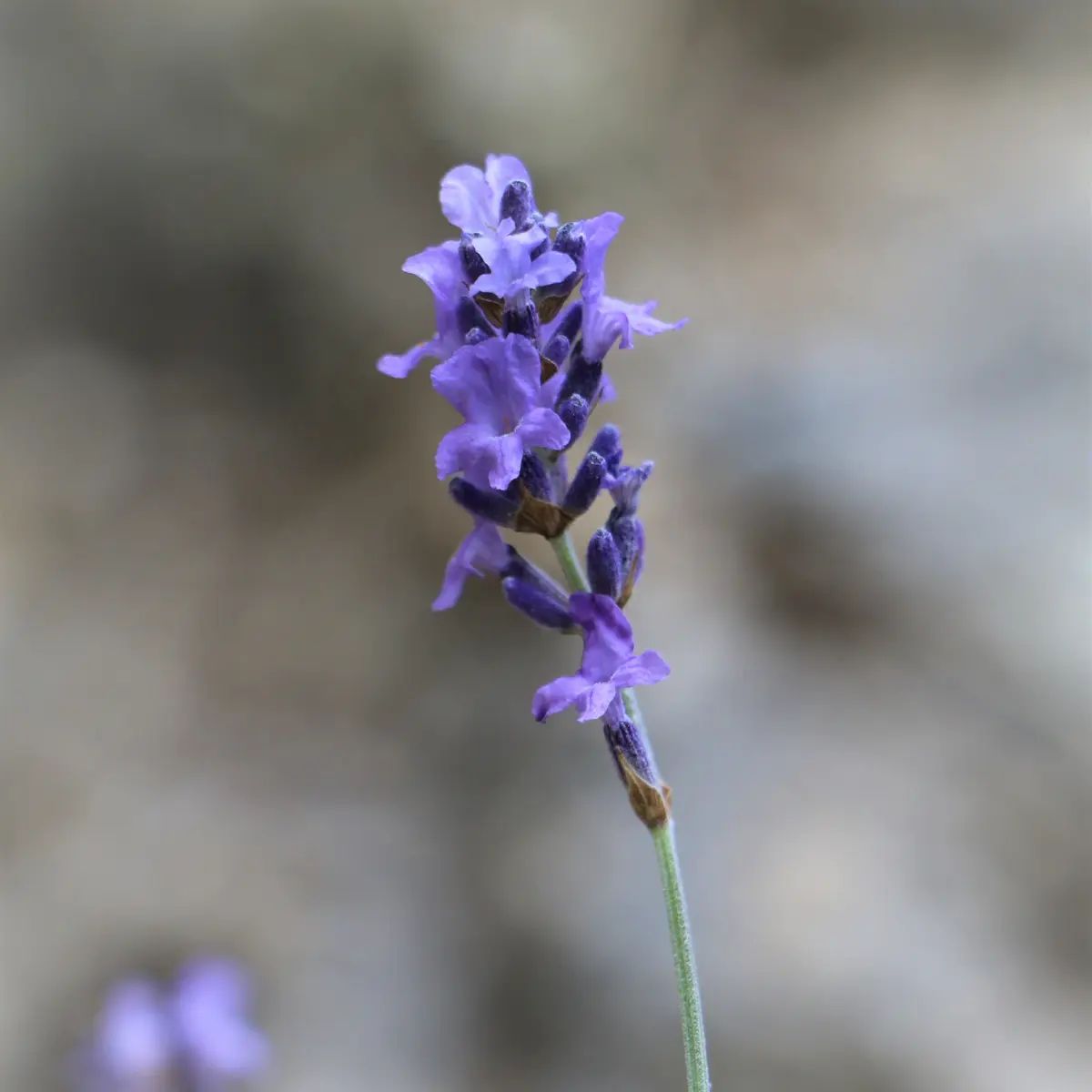 Petite boucle de l'Eygau