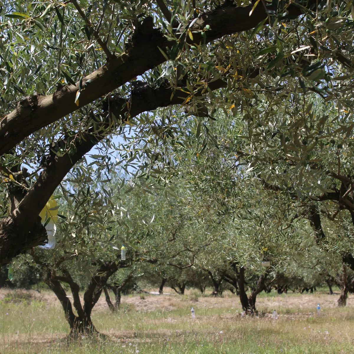 Olive grove