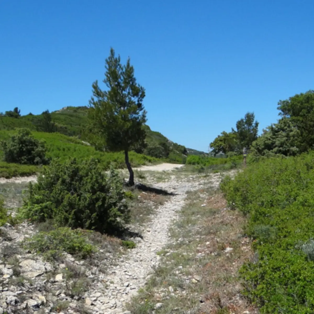 Garrigue d'Aramon