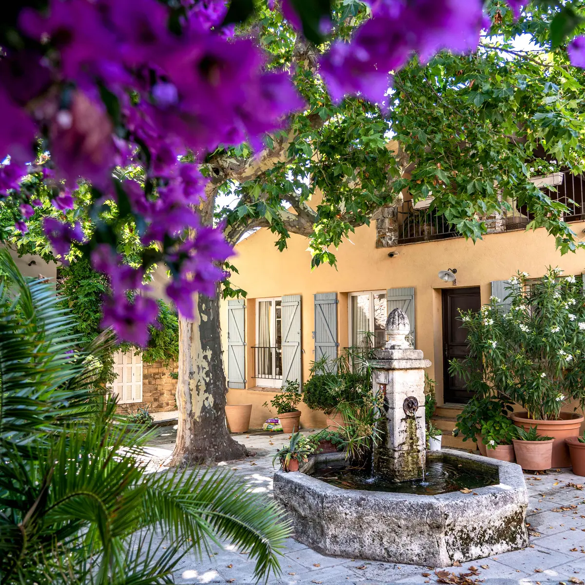 Les bougainvilliers à Grimaud