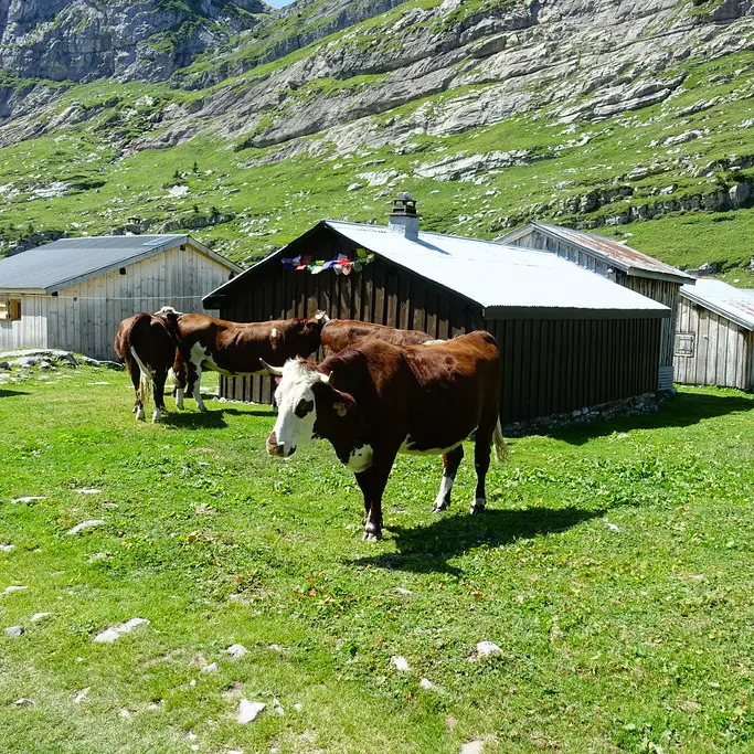 Vaches devant le refuge de Sales
