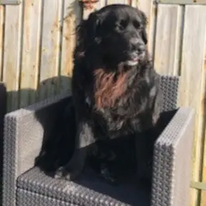 Notre chien Planète