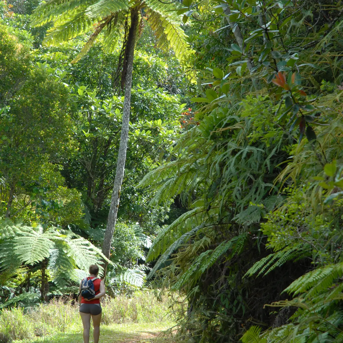 Sentier du Grand Kaori