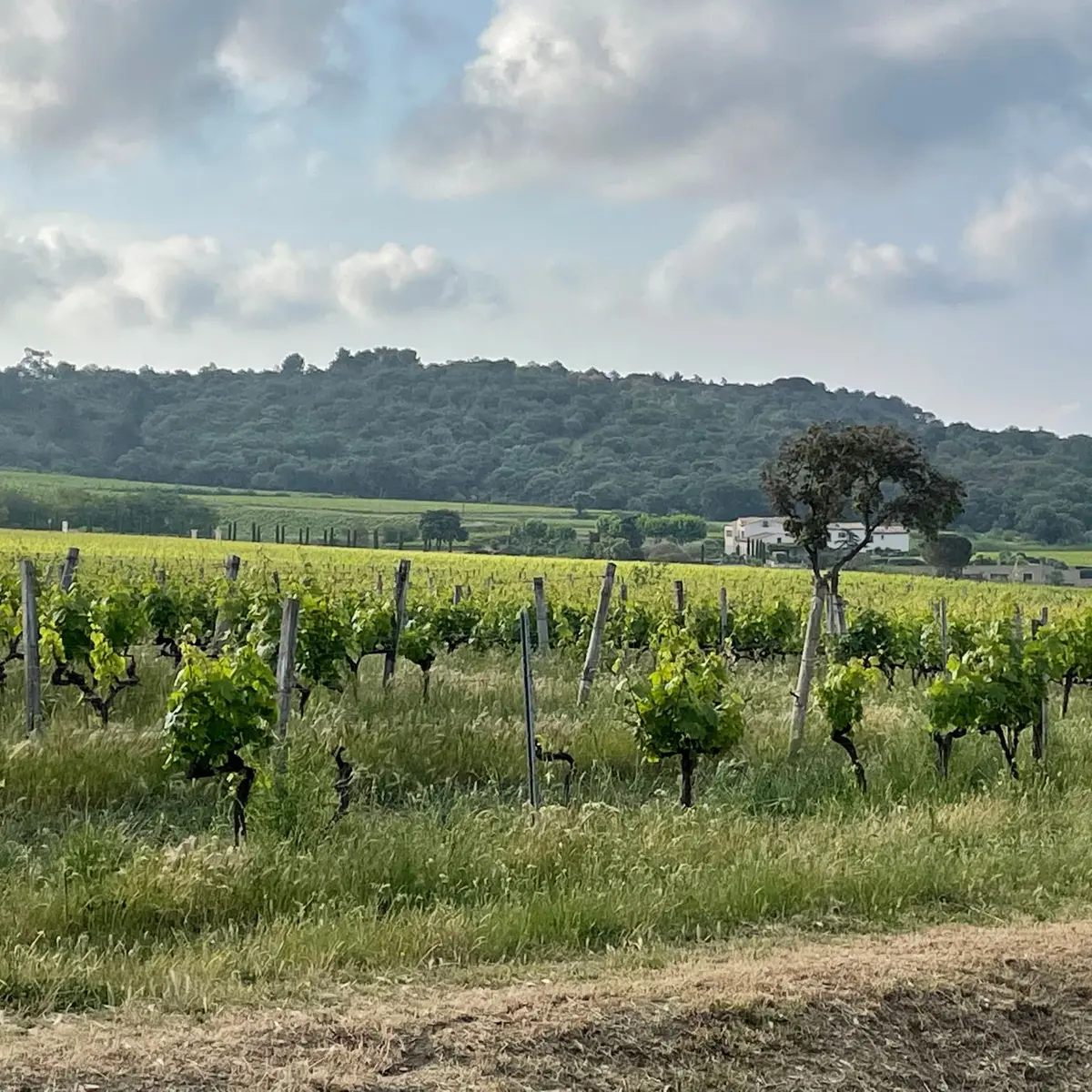 Petite Suisse Hinking