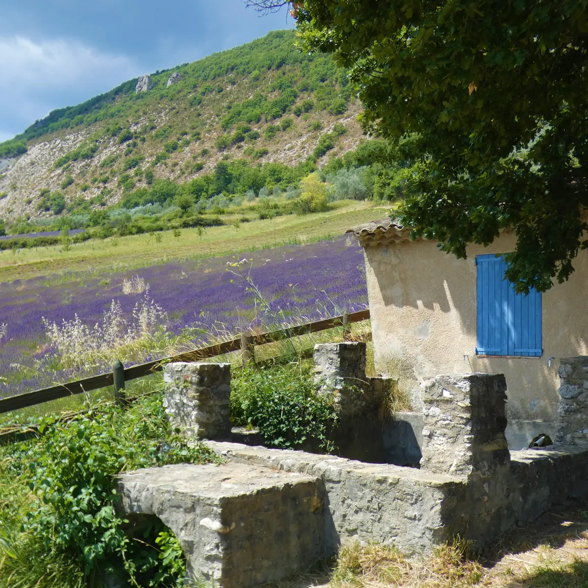 Le Bastidon de la Cigalière entouré de lavandes