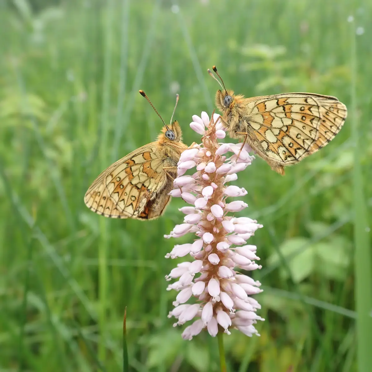Papillon Nacré de la Bistorte à Noubals
