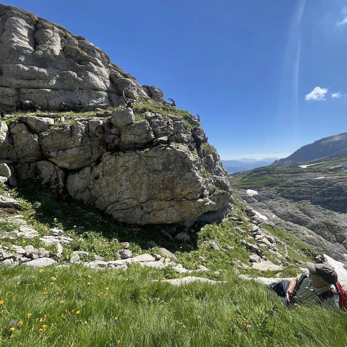 Wildlife spotten in de Désert de Platé