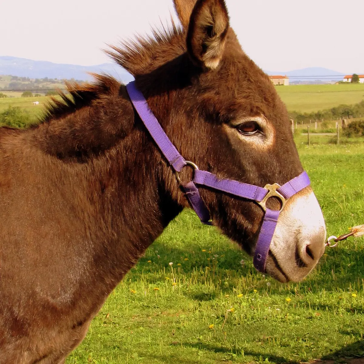 Balades et randonnées avec des ânesses