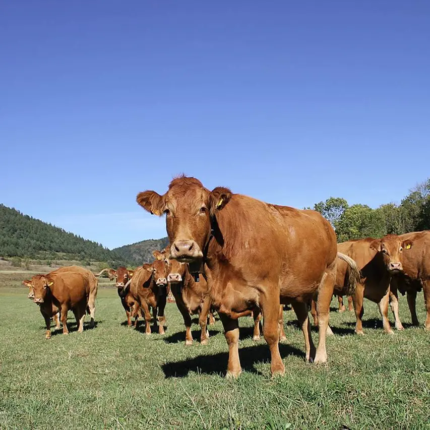Ferme de la Cabaillère troupeau vaches limousines