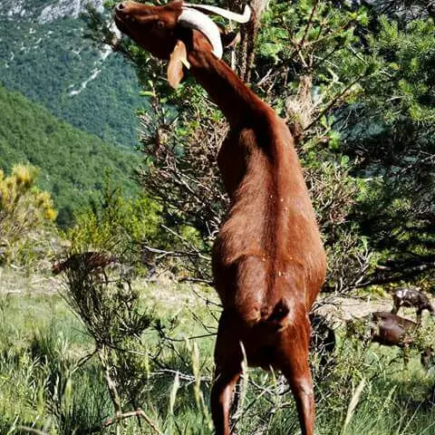 la draille des Roves